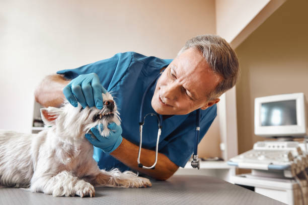 Dentist for Dental Trauma in LA